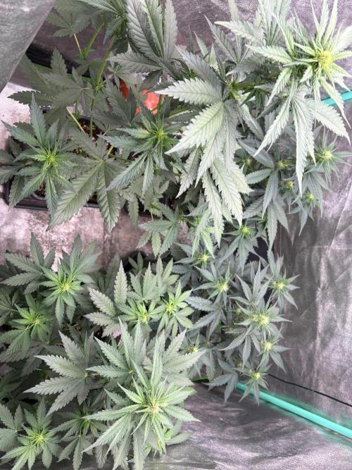 Paradies Seeds Test 👍.. Week 4