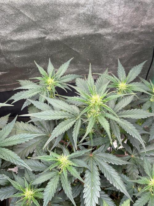 Delicious  Seeds 2026. Week 4