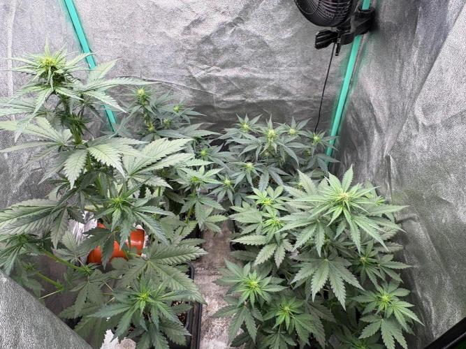 Delicious  Seeds 2026. Week 4