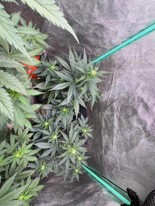 Delicious  Seeds 2026. Week 4