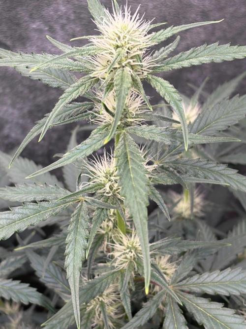 Delicious  Seeds 2026. Week 5
