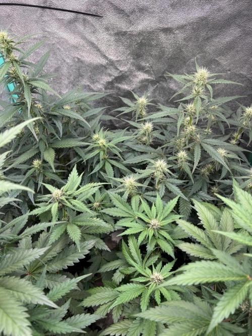 Delicious  Seeds 2026. Week 5