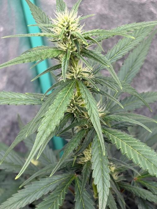 Delicious  Seeds 2026. Week 5