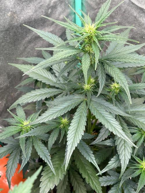 Delicious  Seeds 2026. Week 5