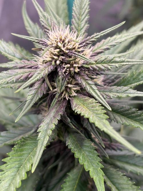 Paradise Seeds - Banana Purple Auto by Bandit600