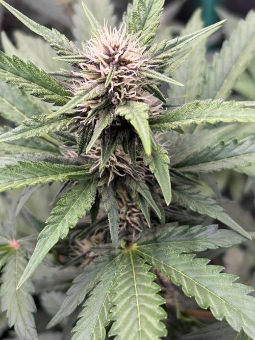 Paradies Seeds Test 👍.. Week 5