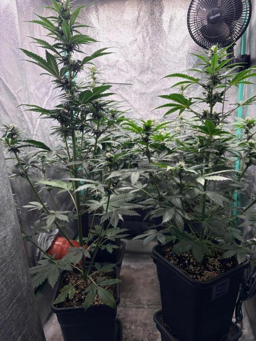Paradies Seeds Test 👍.. Week 5