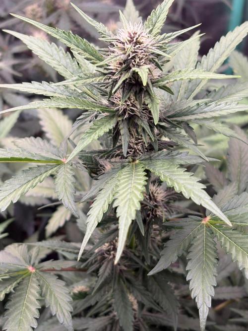 Paradies Seeds Test 👍.. Week 5