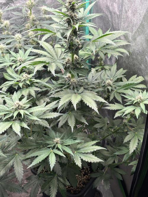 Paradies Seeds Test 👍.. Week 5