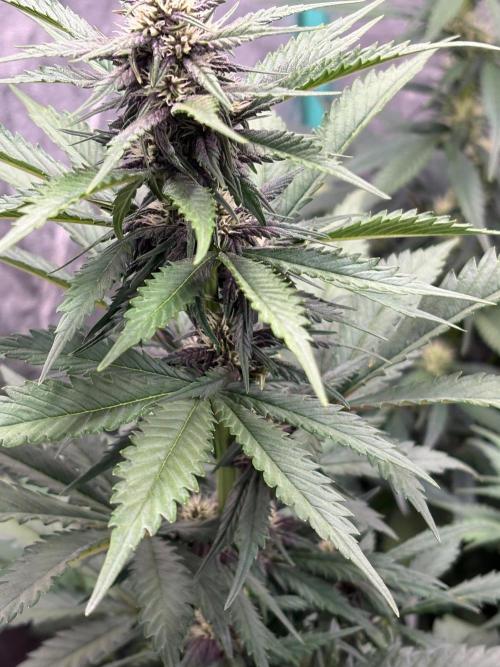 Paradies Seeds Test 👍.. Week 5