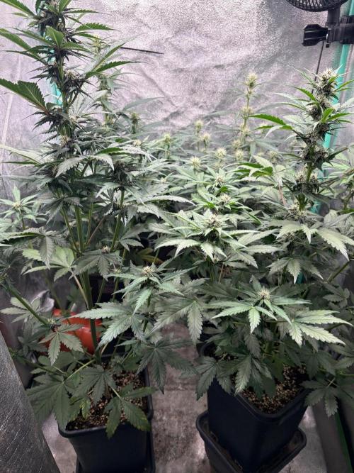 Paradies Seeds Test 👍.. Week 5