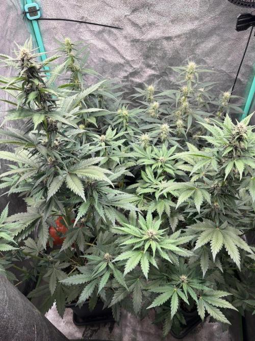 Paradies Seeds Test 👍.. Week 5