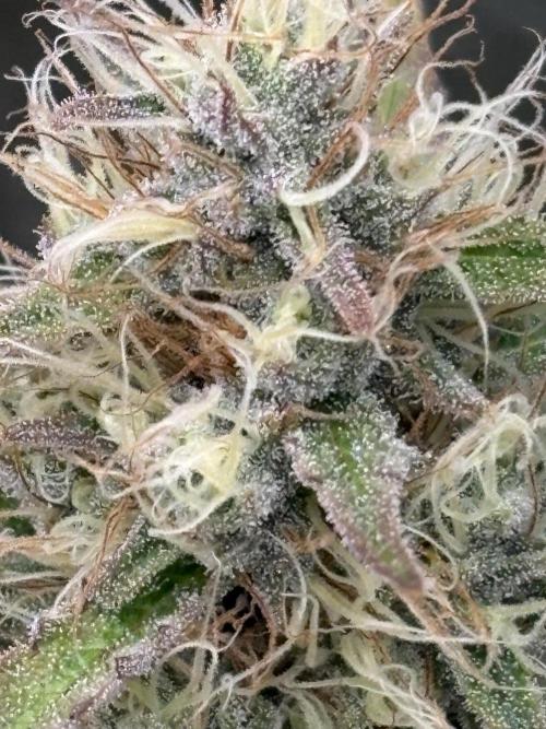 Delicious  Seeds 2026. Week 8