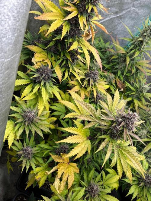 Paradies Seeds Test 👍.. Week 8