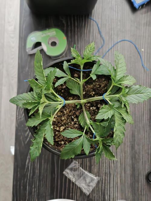 Dwc + Coco Blueberry Breath + 2 Strains. Week 8