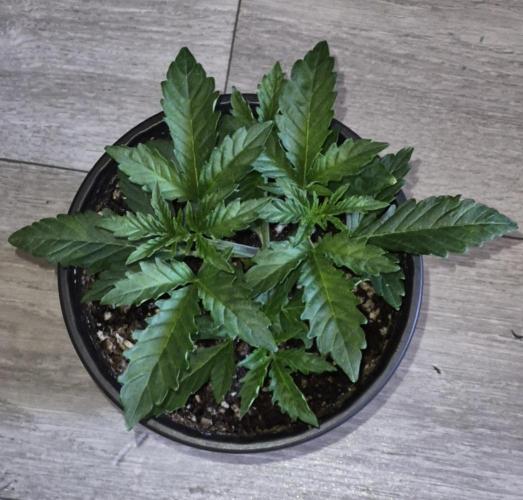 Dwc + Coco Blueberry Breath + 2 Strains. Week 8