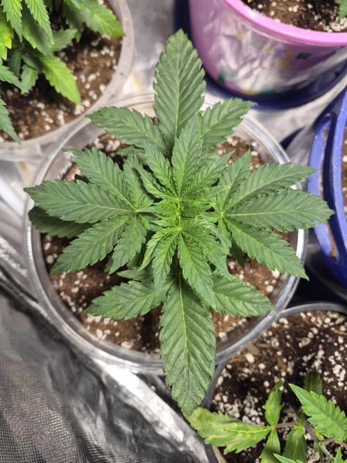 Dwc + Coco Blueberry Breath + 2 Strains. Week 8