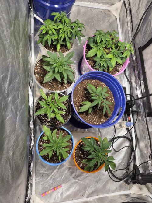 Dwc + Coco Blueberry Breath + 2 Strains. Week 8