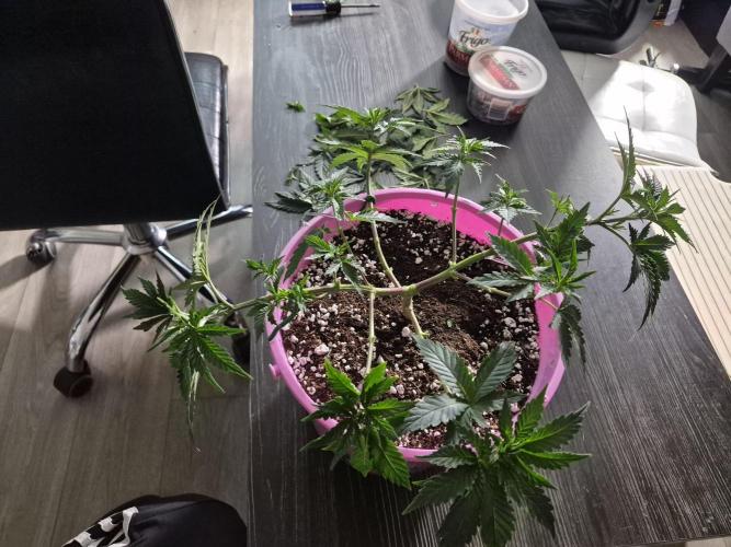 Dwc + Coco Blueberry Breath + 2 Strains. Week 8