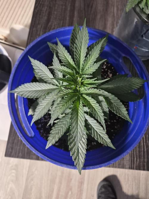 Dwc + Coco Blueberry Breath + 2 Strains. Week 8
