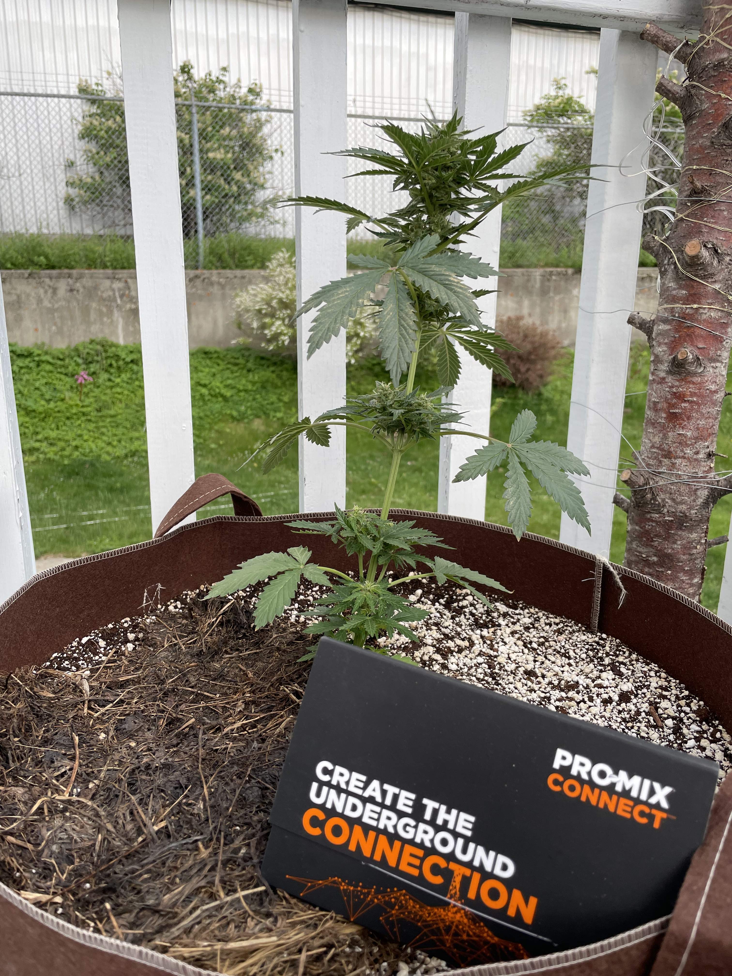 Royal Queen Seeds Royal Critical Automatic grow diary (journal) week6