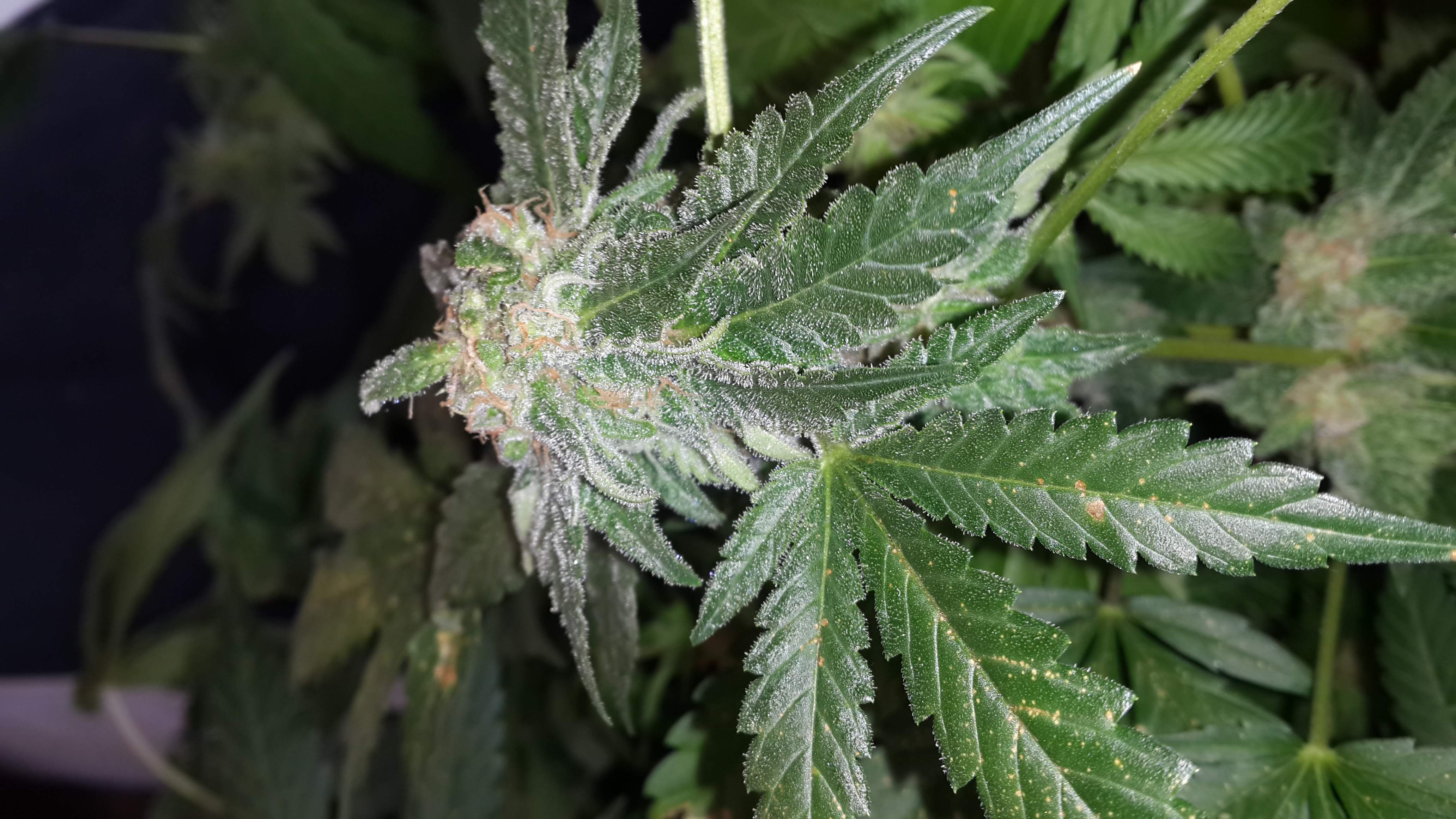 Royal Queen Seeds Pineapple Kush grow diary (journal) week16 by