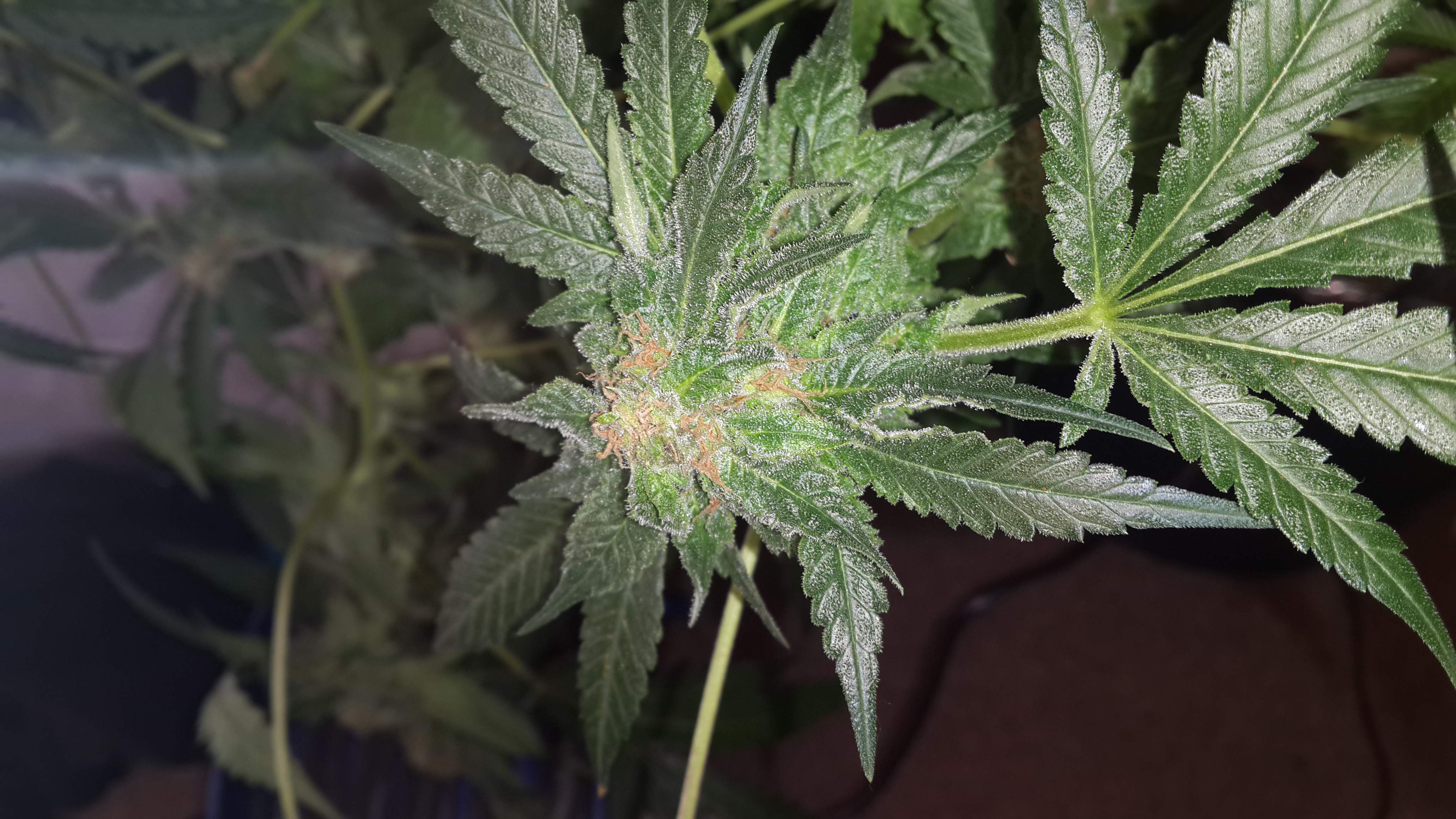 Royal Queen Seeds Pineapple Kush grow diary (journal) week16 by