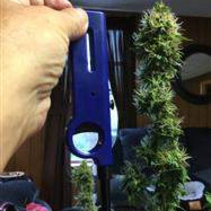 Black Skull Seeds - Jack Herer. Week 1 - What the end product should look like :-)