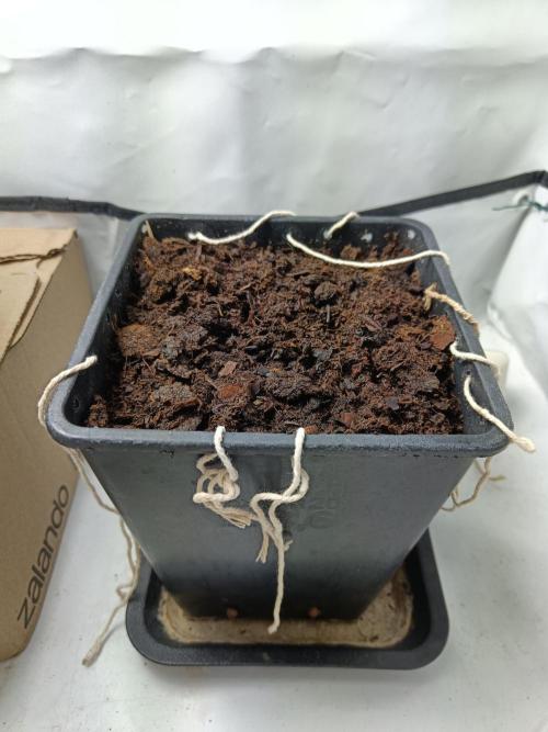 RQS Sherbet Queen. Week 0 - Canna Terra Professionale Plus