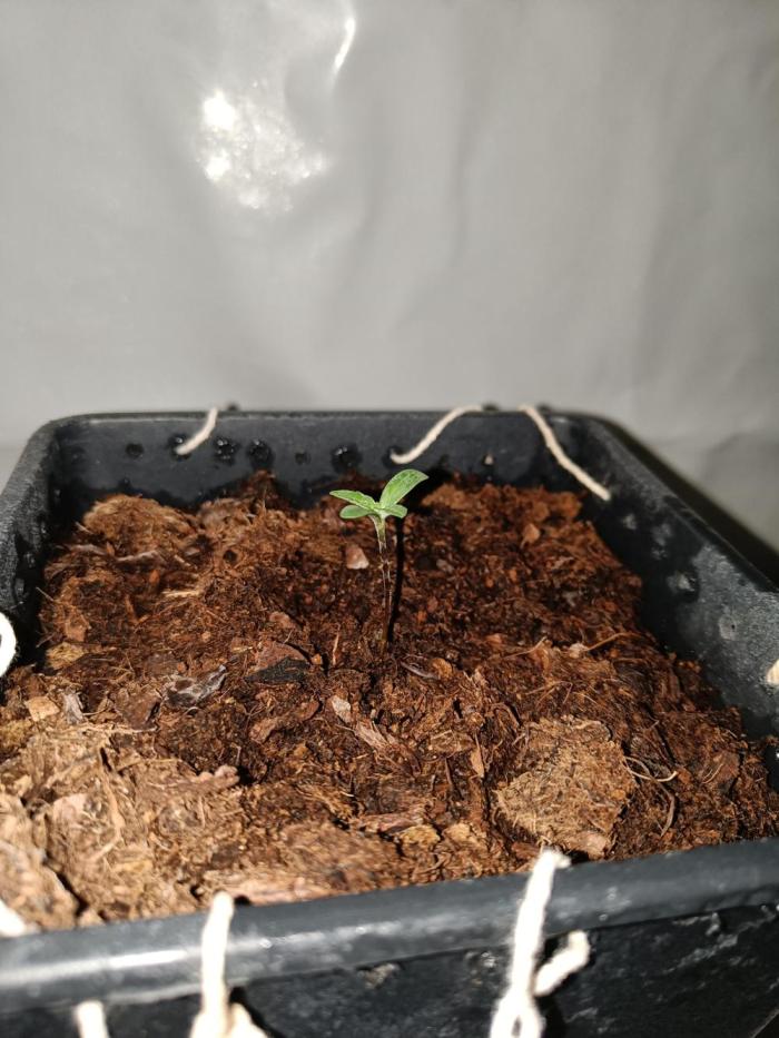 RQS Sherbet Queen. Week 1 - After 3 days