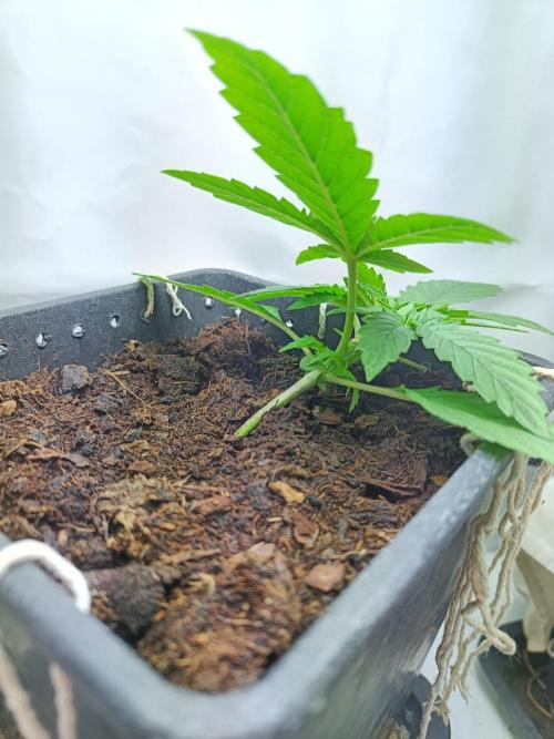 RQS Sherbet Queen. Week 3 - LST