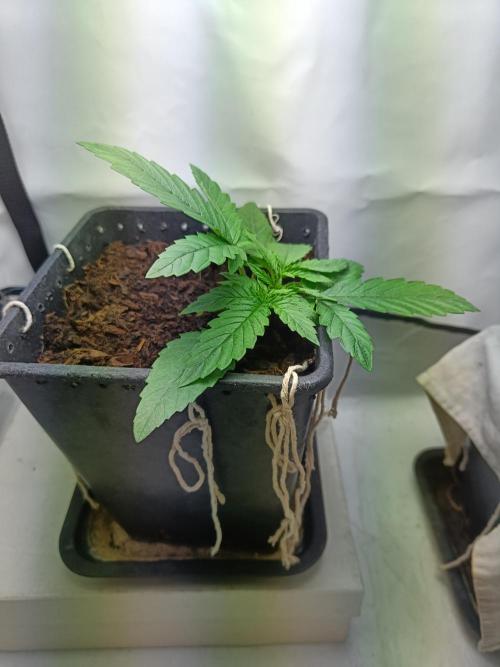 RQS Sherbet Queen. Week 3