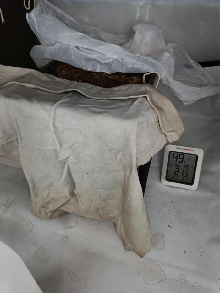 RQS Sherbet Queen. Week 4 - Wet towel on a pot for air humidity