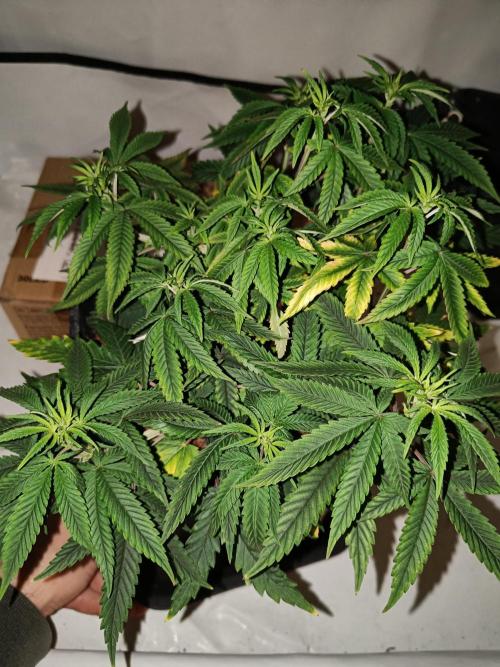 RQS Sherbet Queen. Week 7
