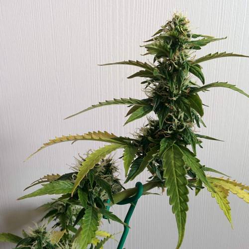 Dinafem - Moby Dick Auto door AxlWeed