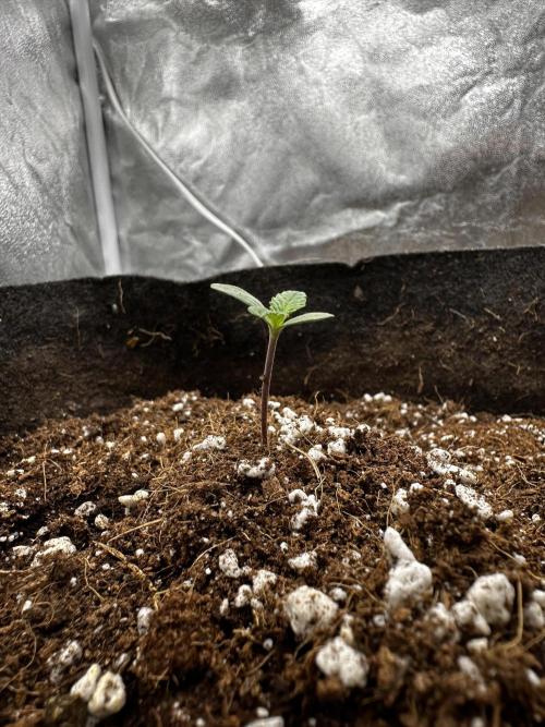 Autopot with Sticky Orange. Week 0 - After germination Day 6