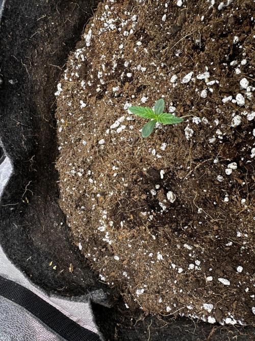 Autopot with Sticky Orange. Week 0