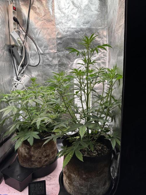 Autopot with Sticky Orange. Week 4 - Same strain and bag still different growing pattern.