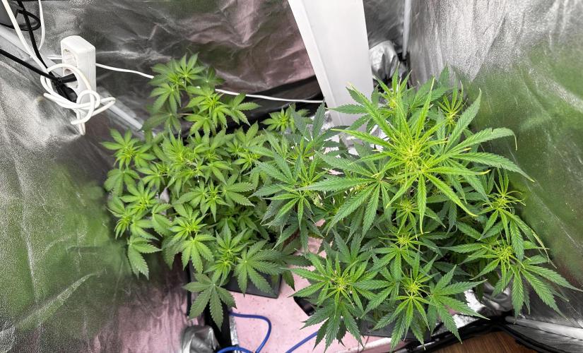 Autopot with Sticky Orange. Week 4