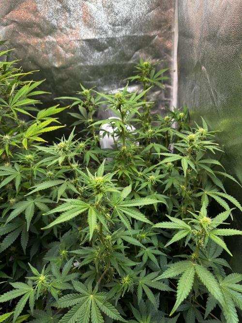 Autopot with Sticky Orange. Week 7