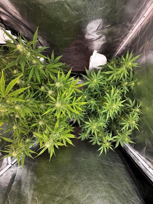 Autopot with Sticky Orange. Week 7