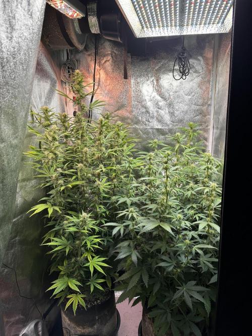 Autopot with Sticky Orange. Week 8 - A nice SOG with defoliation, you can see the space at the top because of it.