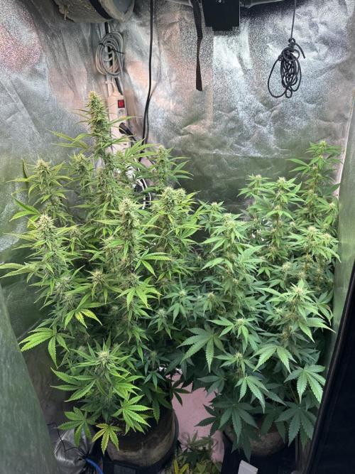 Autopot with Sticky Orange. Week 8