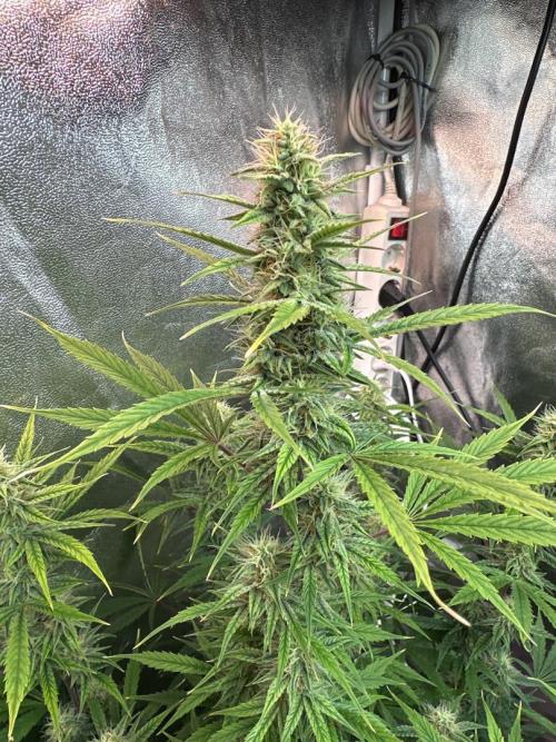 Autopot with Sticky Orange. Week 8 - Pistils are exploding💣