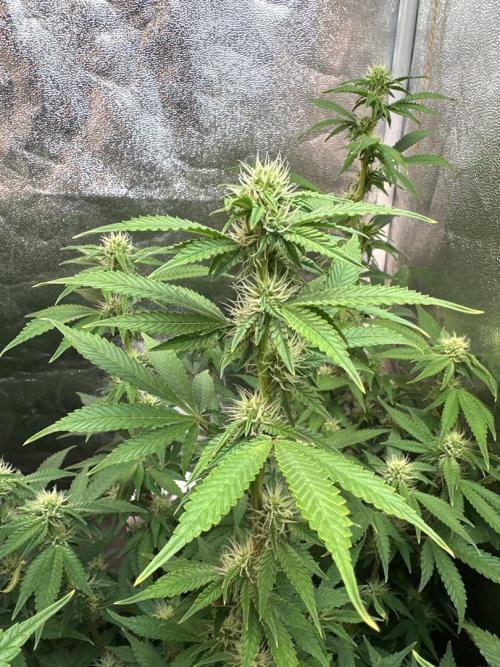 Autopot with Sticky Orange. Week 8