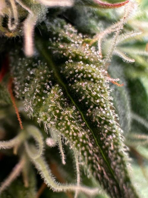 Autopot with Sticky Orange. Week 8 - OMG look at these trichome!✨