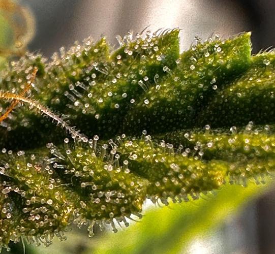 Autopot with Sticky Orange. Week 8