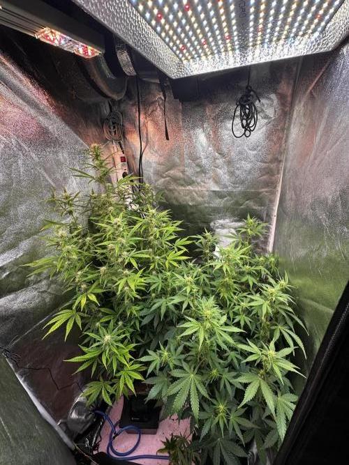 Autopot with Sticky Orange. Week 7 - More and more pistils appearing