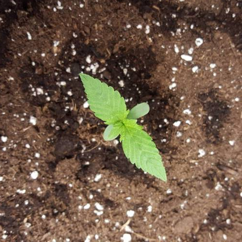 Cuvée 2021 - 1er essai. Week 2 - J 10