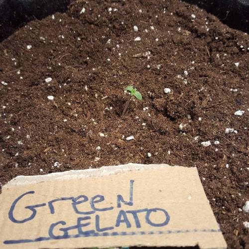 Cuvée 2021 - 1er essai. Week 1 - J 4